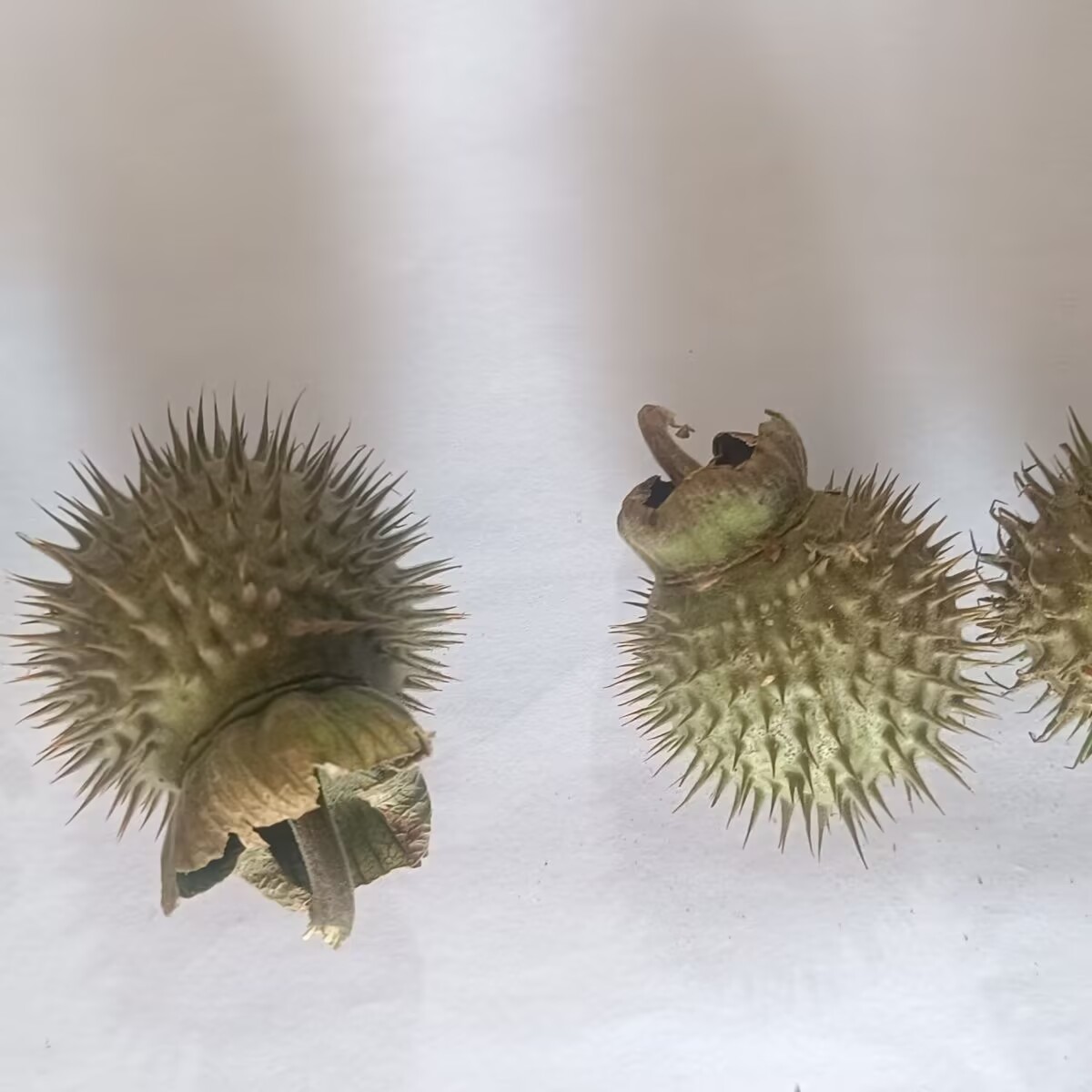 พ็อดดาทูราแห้งธรรมชาติคุณภาพสู - Candle Making And Perfume บทวิจารณ์และราคา